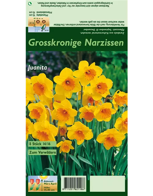 Großkronige Narzisse 'Juanita'