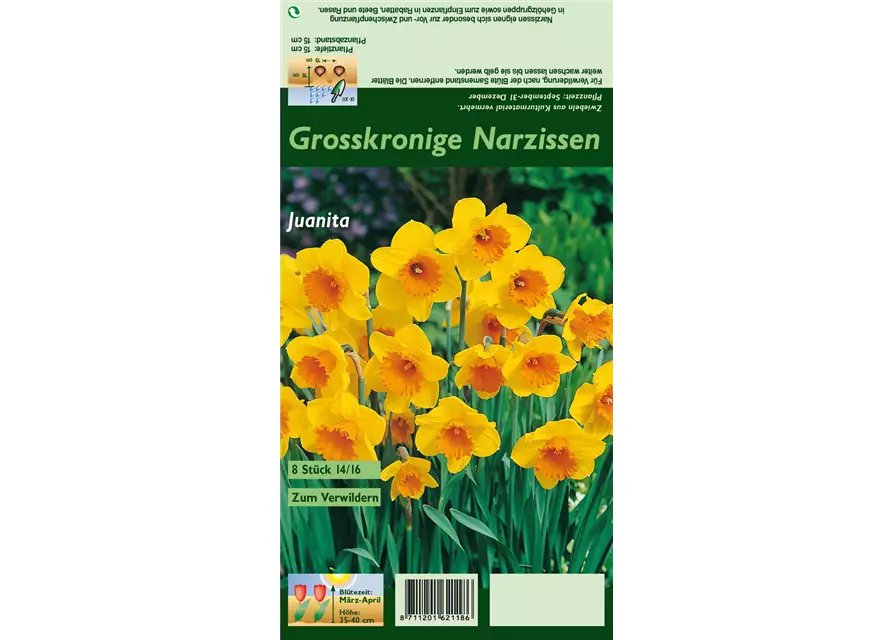 Großkronige Narzisse 'Juanita'