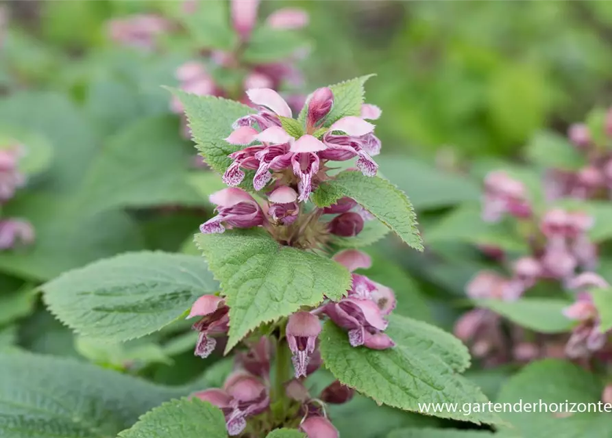 Lamium orvala