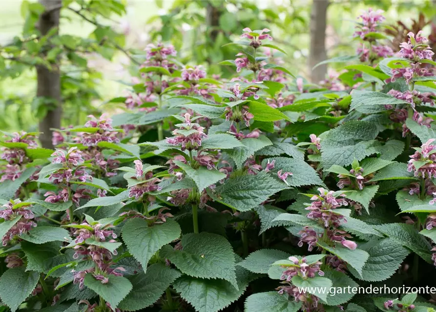 Lamium orvala