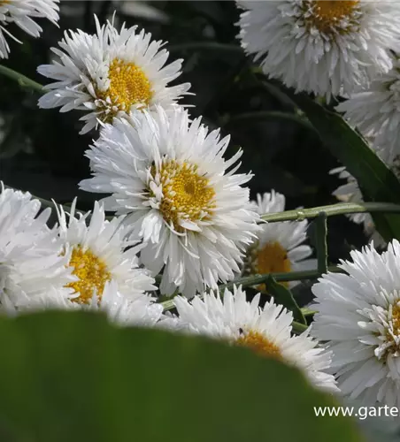 Großblumige Garten-Margerite 'Snehurka'