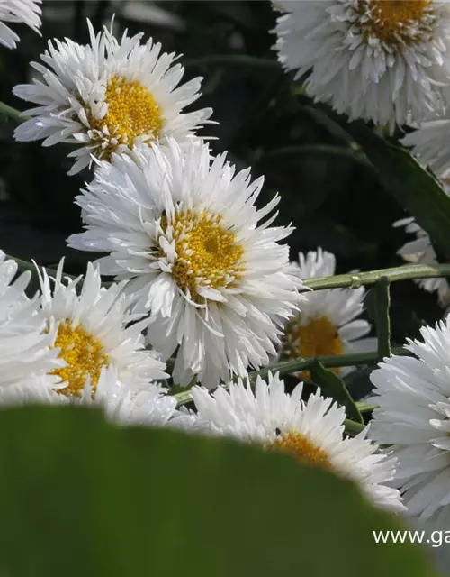 Großblumige Garten-Margerite 'Snehurka'