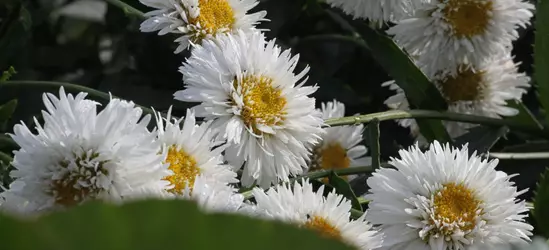 Großblumige Garten-Margerite 'Snehurka'