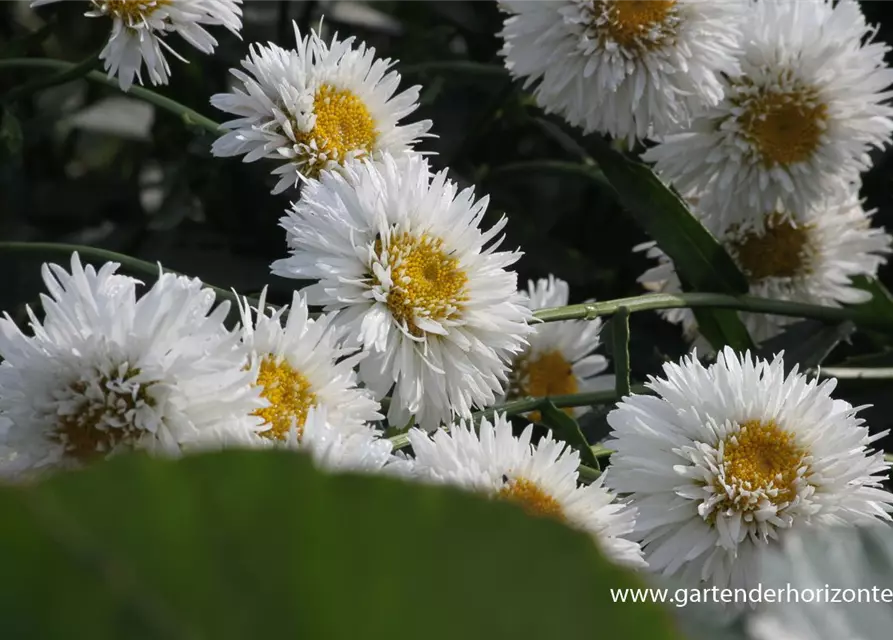 Großblumige Garten-Margerite 'Snehurka'