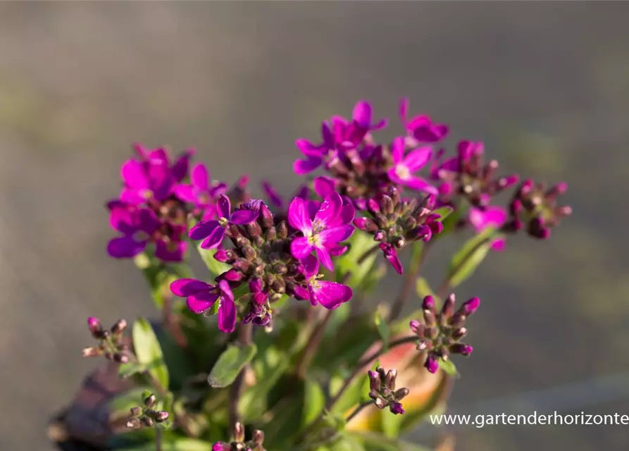 Garten-Gänsekresse 'Rose Delight'®