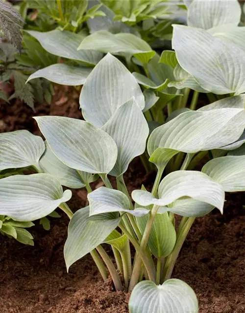 Hosta x tardiana 'Halcyon'