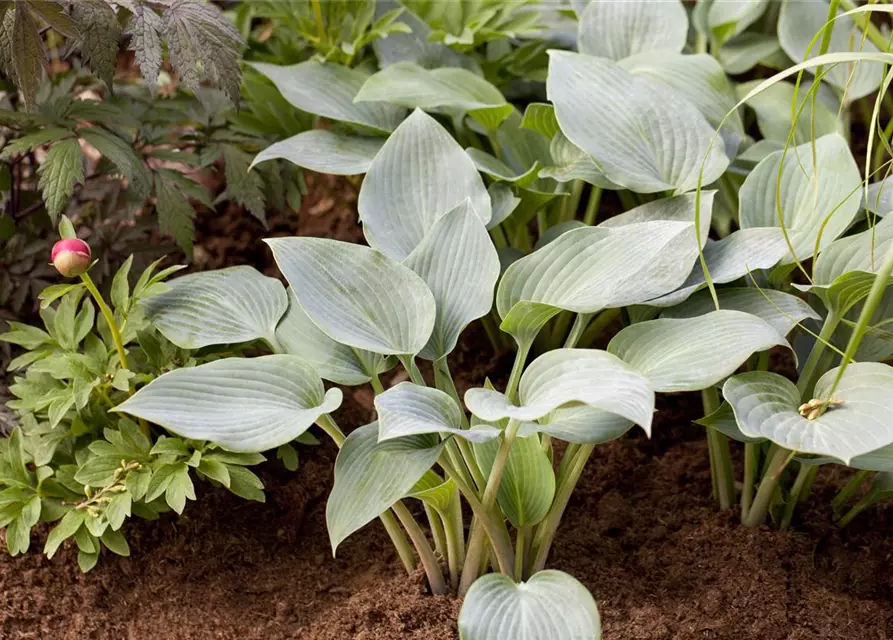 Hosta x tardiana 'Halcyon'