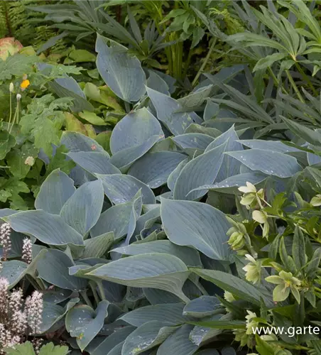 Hosta x tardiana 'Halcyon'