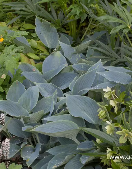 Hosta x tardiana 'Halcyon'