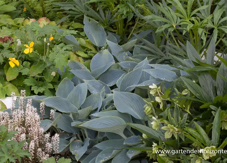 Hosta x tardiana 'Halcyon'