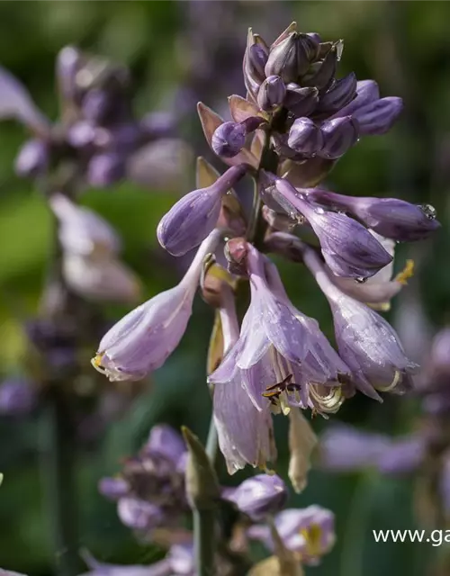 Hosta x tardiana 'Halcyon'