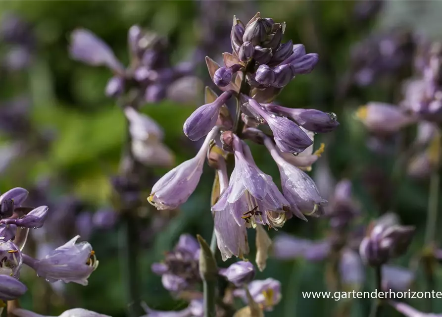 Hosta x tardiana 'Halcyon'