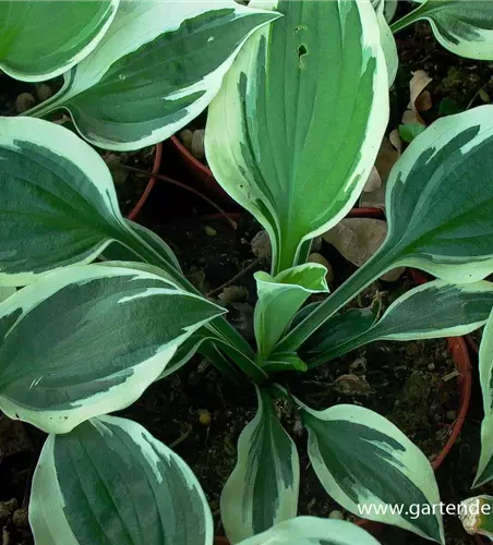 Hosta x fortunei 'Minuteman'