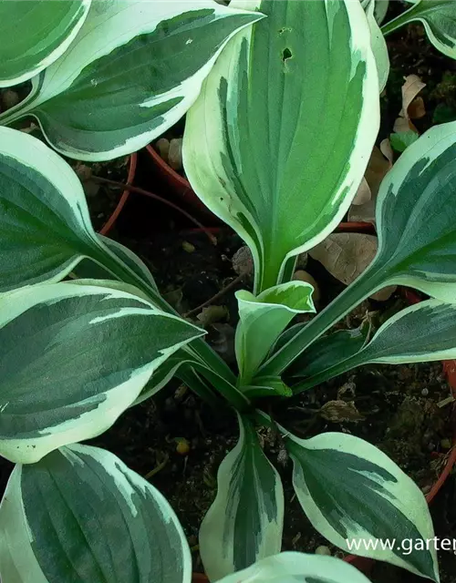 Hosta x fortunei 'Minuteman'