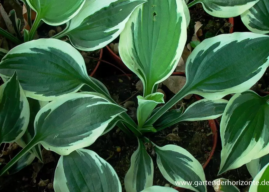 Hosta x fortunei 'Minuteman'