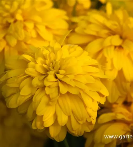 Geschlitztblättriger Sonnenhut 'Goldquelle'