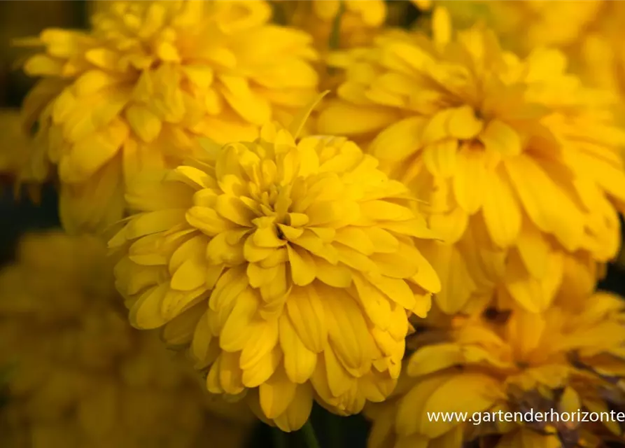 Geschlitztblättriger Sonnenhut 'Goldquelle'