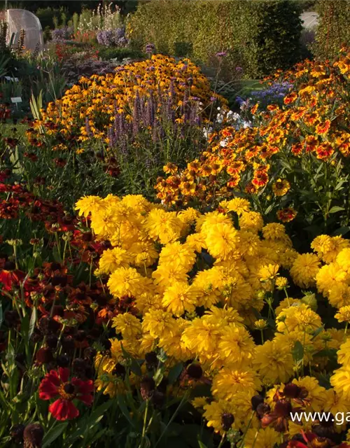 Geschlitztblättriger Sonnenhut 'Goldquelle'