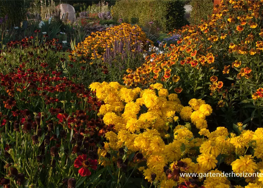 Geschlitztblättriger Sonnenhut 'Goldquelle'