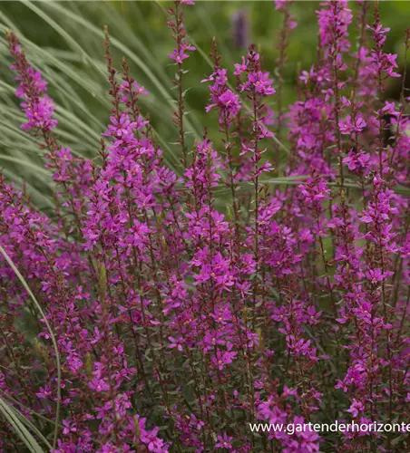 Garten-Ruten-Weiderich 'Dropmore Purple'