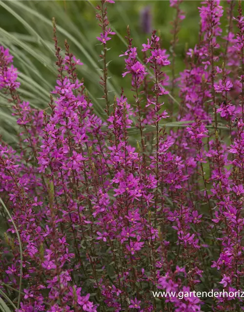 Garten-Ruten-Weiderich 'Dropmore Purple'