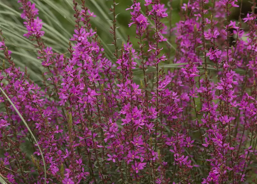 Garten-Ruten-Weiderich 'Dropmore Purple'