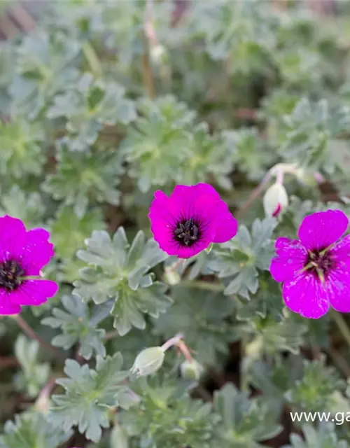 Geranium cinereum subcaulesc.'Giuseppii'