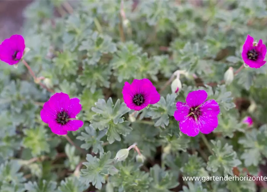 Geranium cinereum subcaulesc.'Giuseppii'