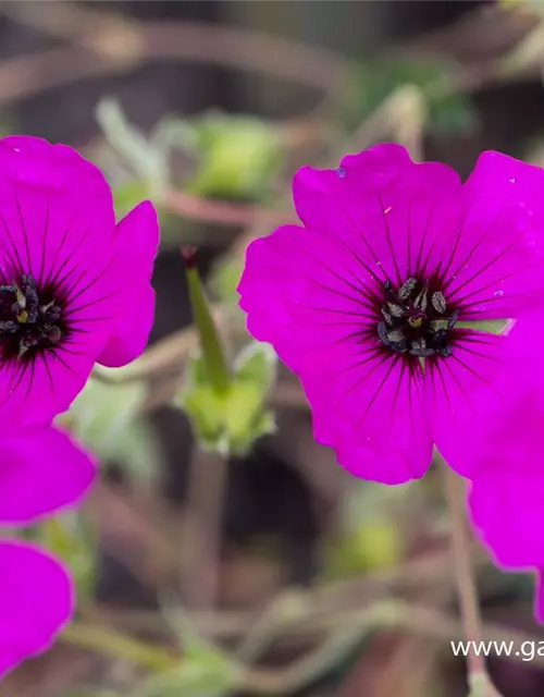 Geranium cinereum subcaulesc.'Giuseppii'