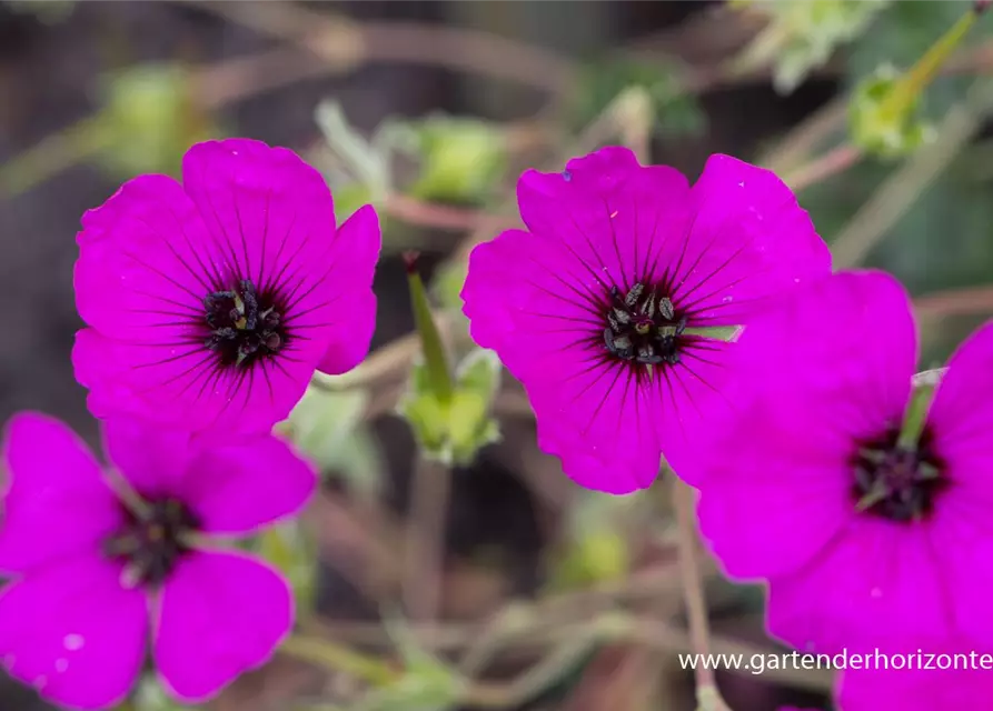 Geranium cinereum subcaulesc.'Giuseppii'