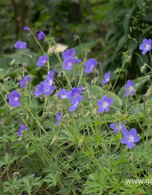 Geranium pratense 'Brookside'