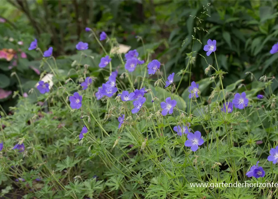 Geranium pratense 'Brookside'