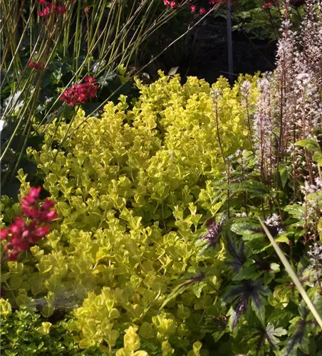 Gelblaubiges Garten-Pfennigkraut 'Aurea'