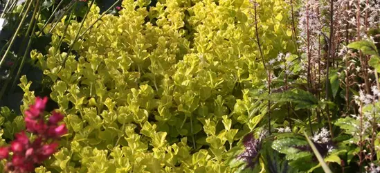 Gelblaubiges Garten-Pfennigkraut 'Aurea'