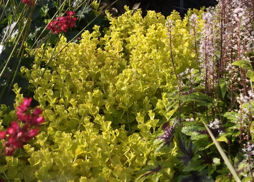 Gelblaubiges Garten-Pfennigkraut 'Aurea'