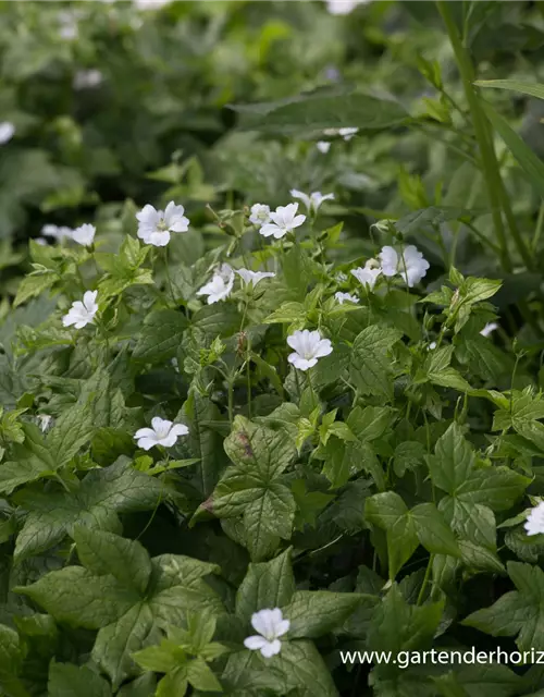 Geranium nodosum 'Silverwood'