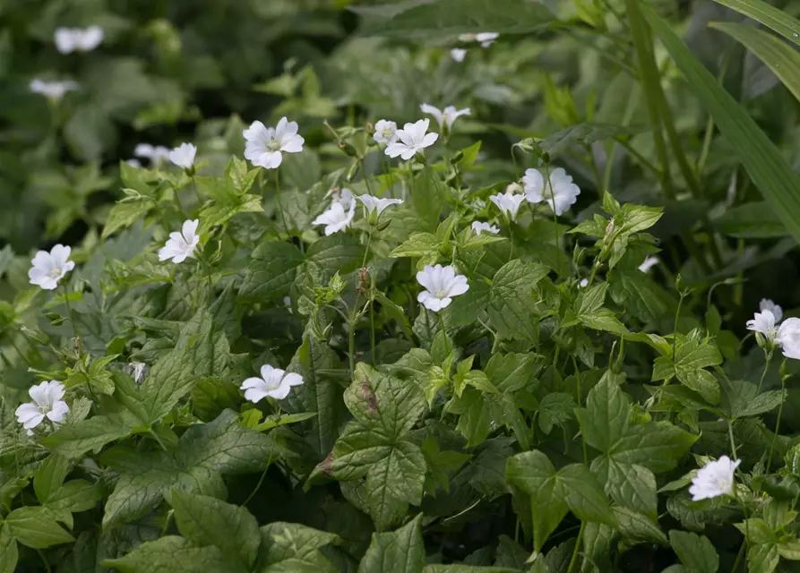 Geranium nodosum 'Silverwood'