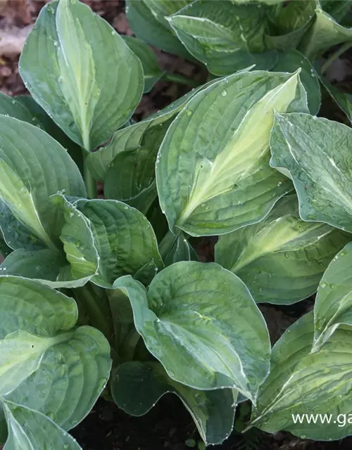 Hosta x fortunei 'Striptease'