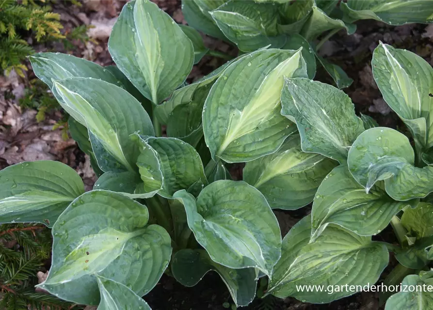 Hosta x fortunei 'Striptease'