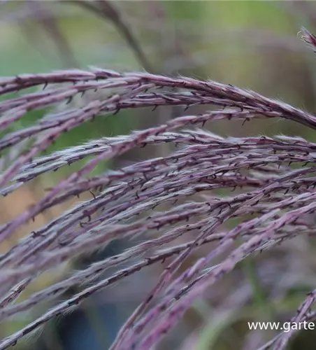 Garten-Chinaschilf 'Rosi'