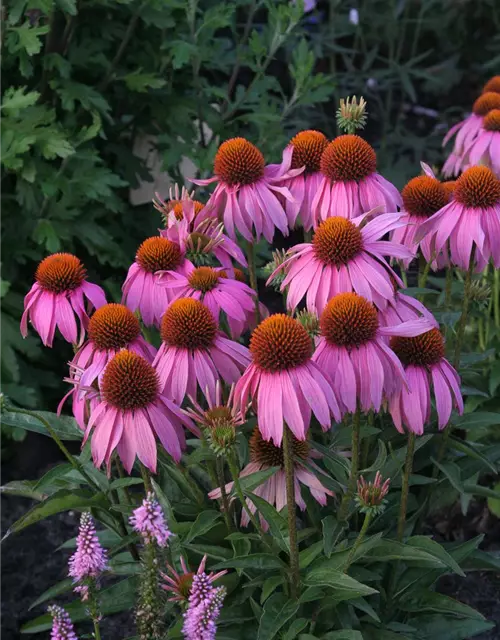 Garten-Scheinsonnenhut 'Mistral'