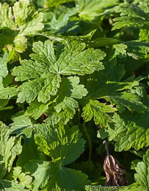 Geranium phaeum 'Raven'