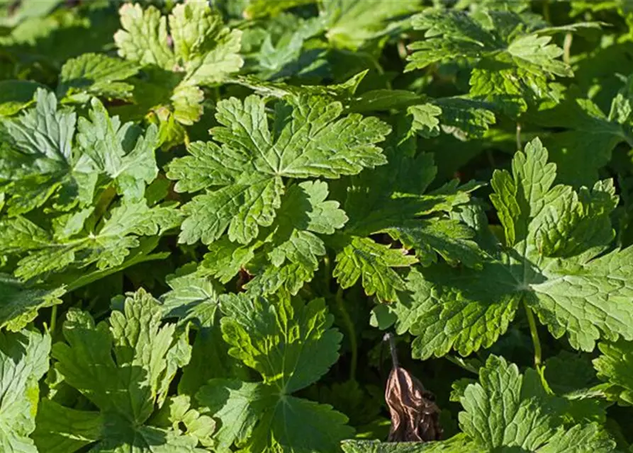 Geranium phaeum 'Raven'