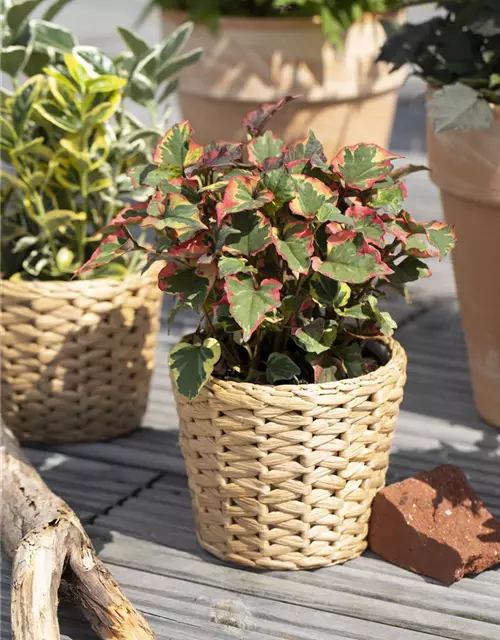 Houttuynia cordata 'Chameleon'