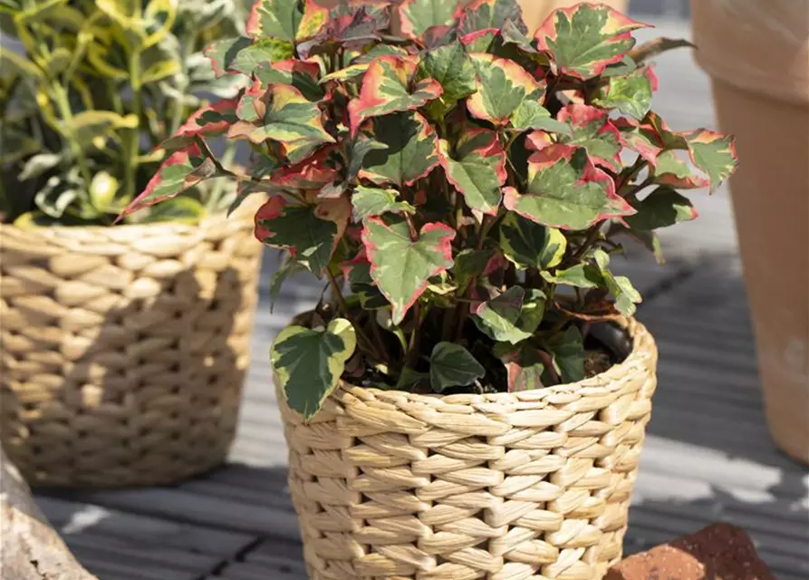 Houttuynia cordata 'Chameleon'