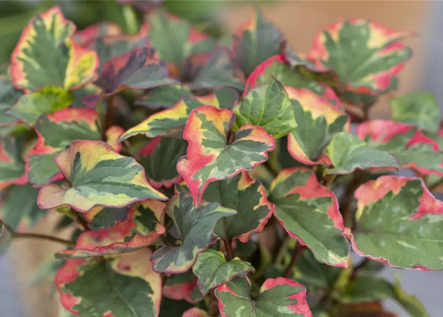 Houttuynia cordata 'Chameleon'