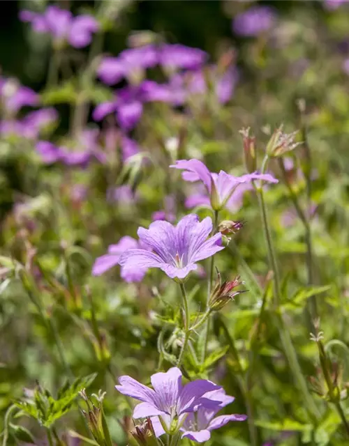 Geranium macrorrhizum