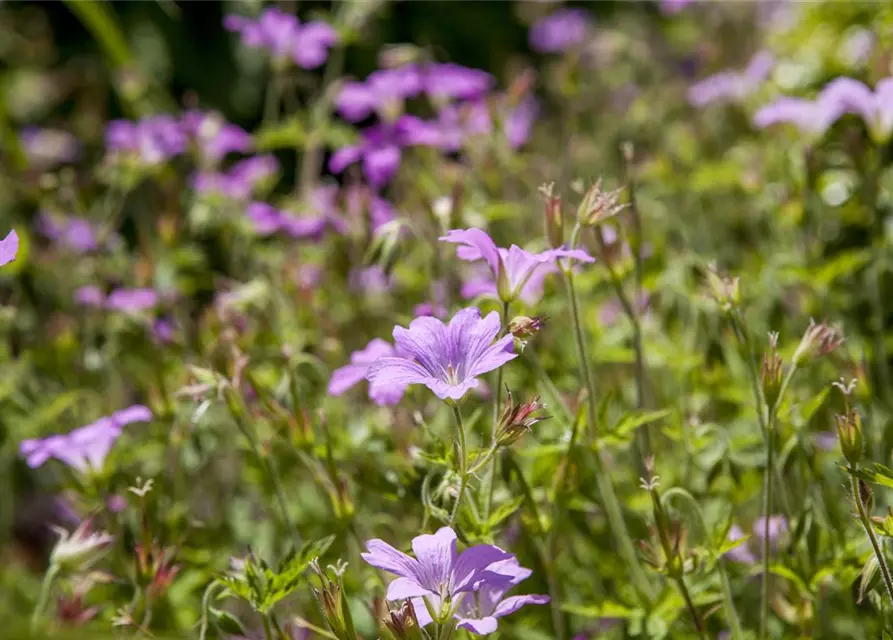 Geranium macrorrhizum