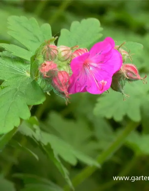 Geranium macrorrhizum