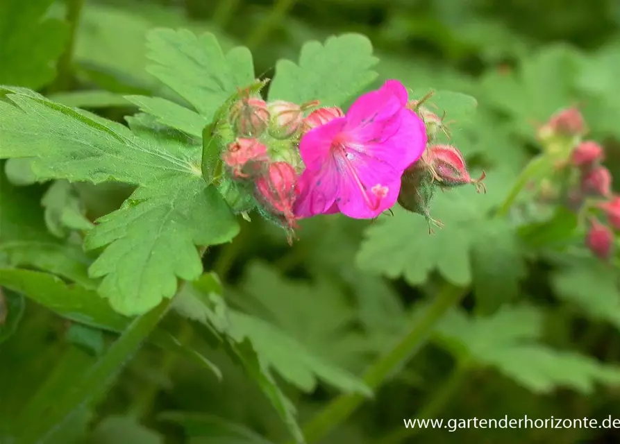 Geranium macrorrhizum